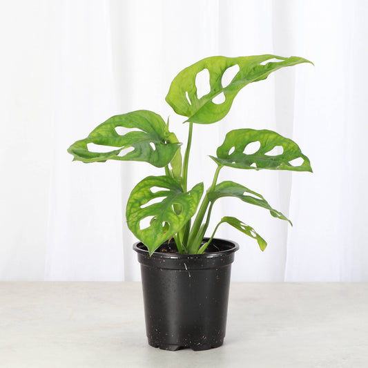 Swiss Cheese Plant, Monstera Adansonii - Live Plant: 4" Pot