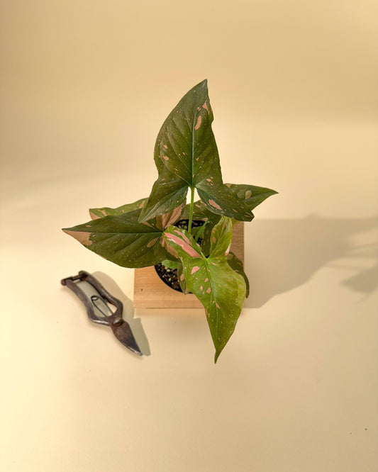 4" Syngonium 'Pink Splash'