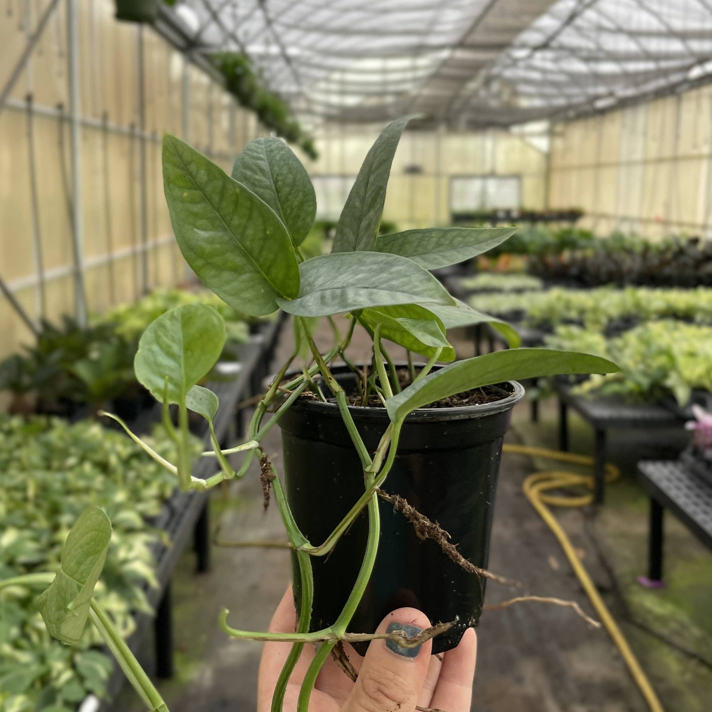 Cebu Blue Pothos - 4" Live Plant