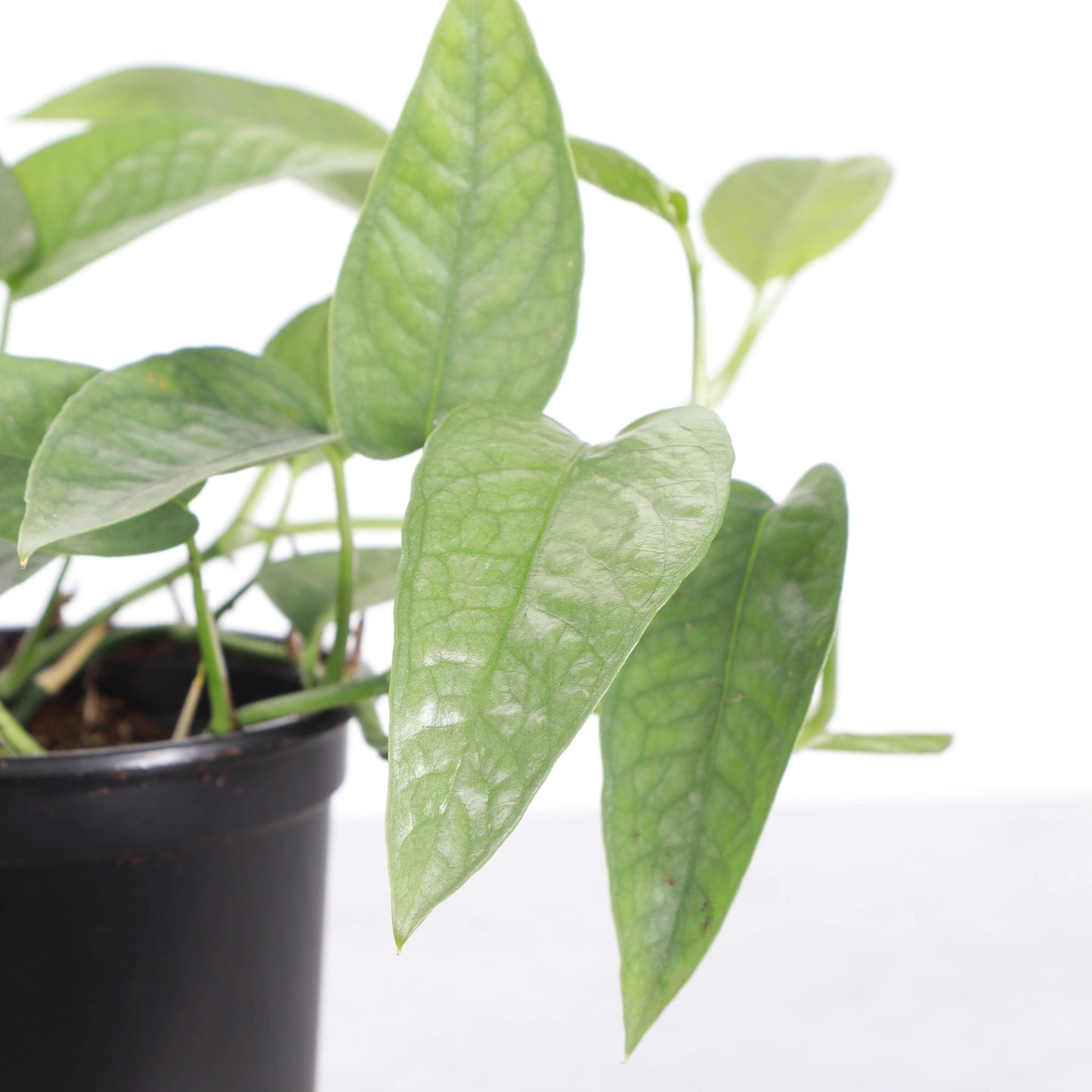 Cebu Blue Pothos - 4" Live Plant
