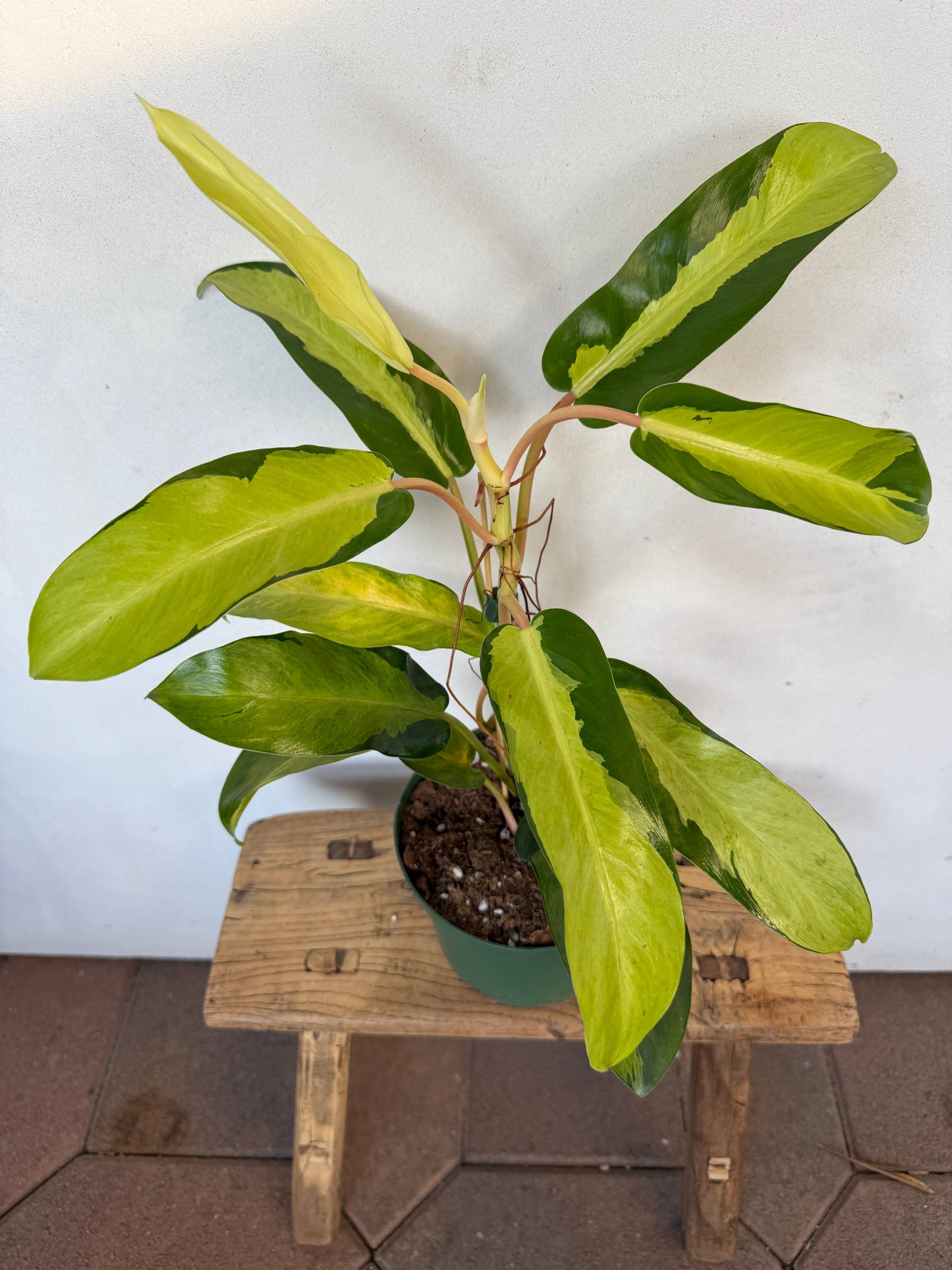 Philodendron Thai Sunrise