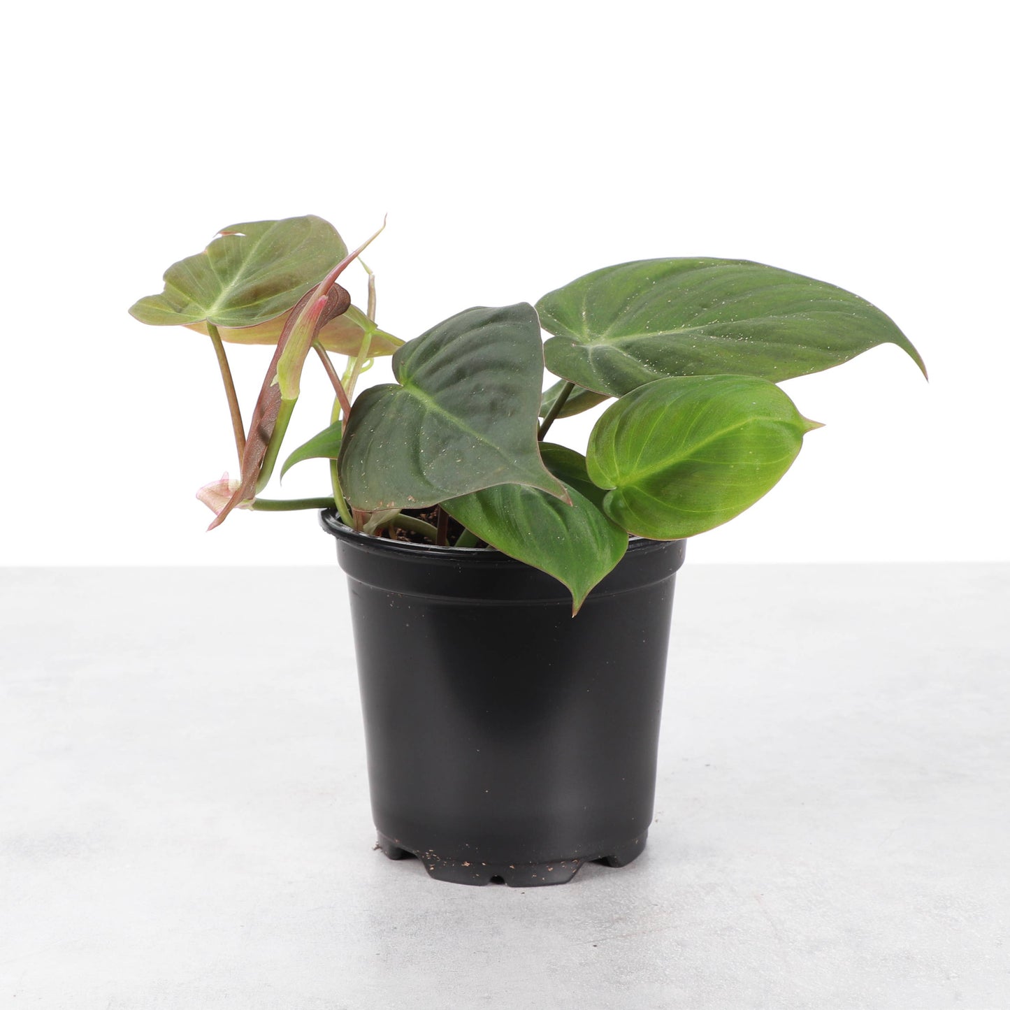 Philodendron Micans - Live Plant: 4" Pot