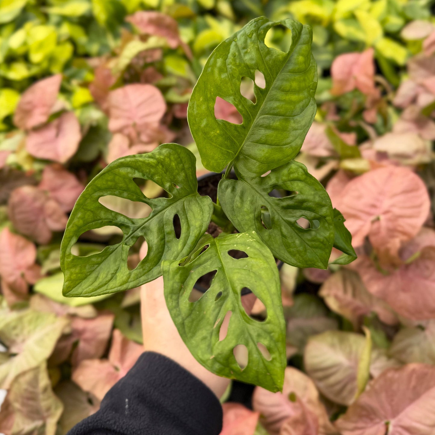 Swiss Cheese Plant, Monstera Adansonii - Live Plant: 4" Pot