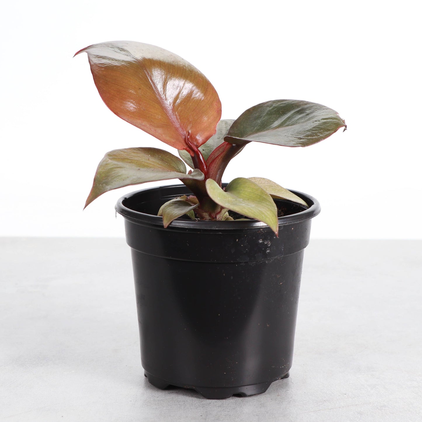 Red Heart Philodendron - 4" Live Plant