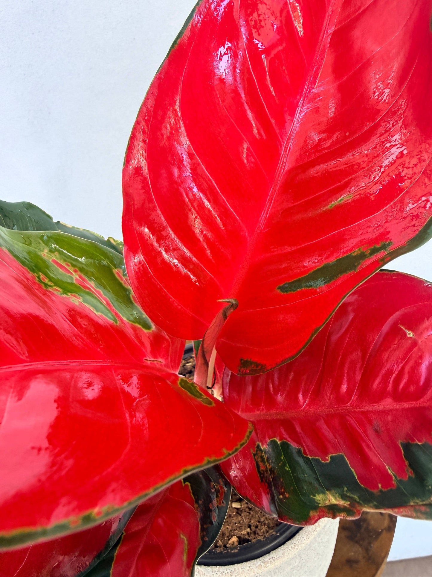 Aglaonema Suksom Jaipong rare plant
