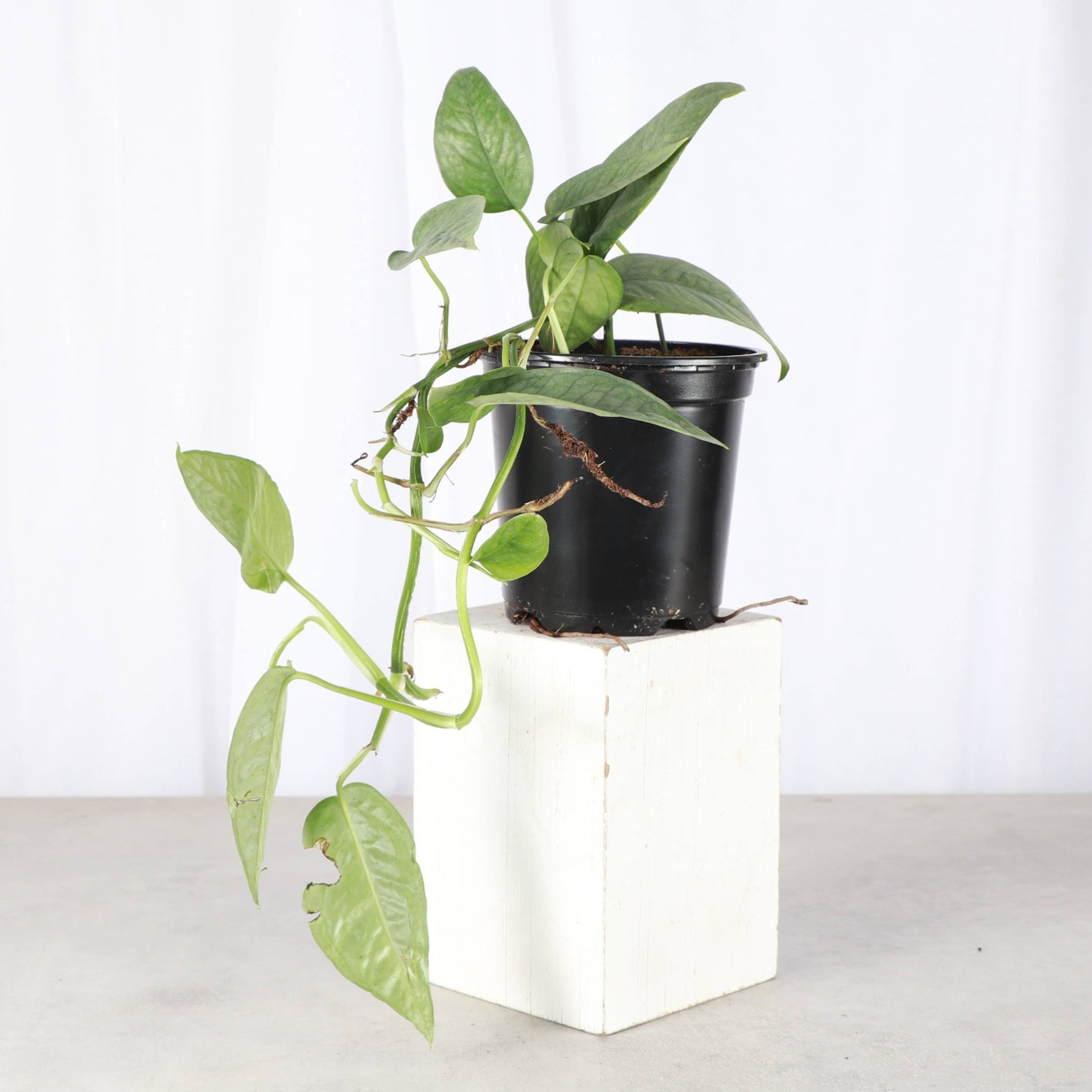 Cebu Blue Pothos - 4" Live Plant