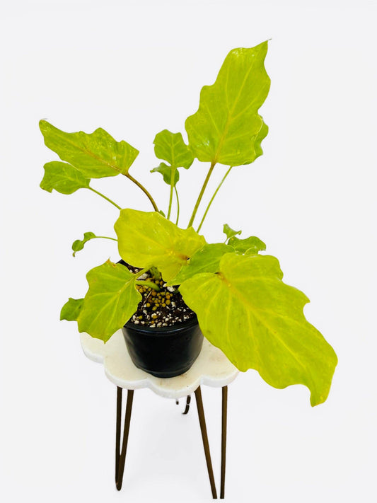Philodendron warszewiczii
