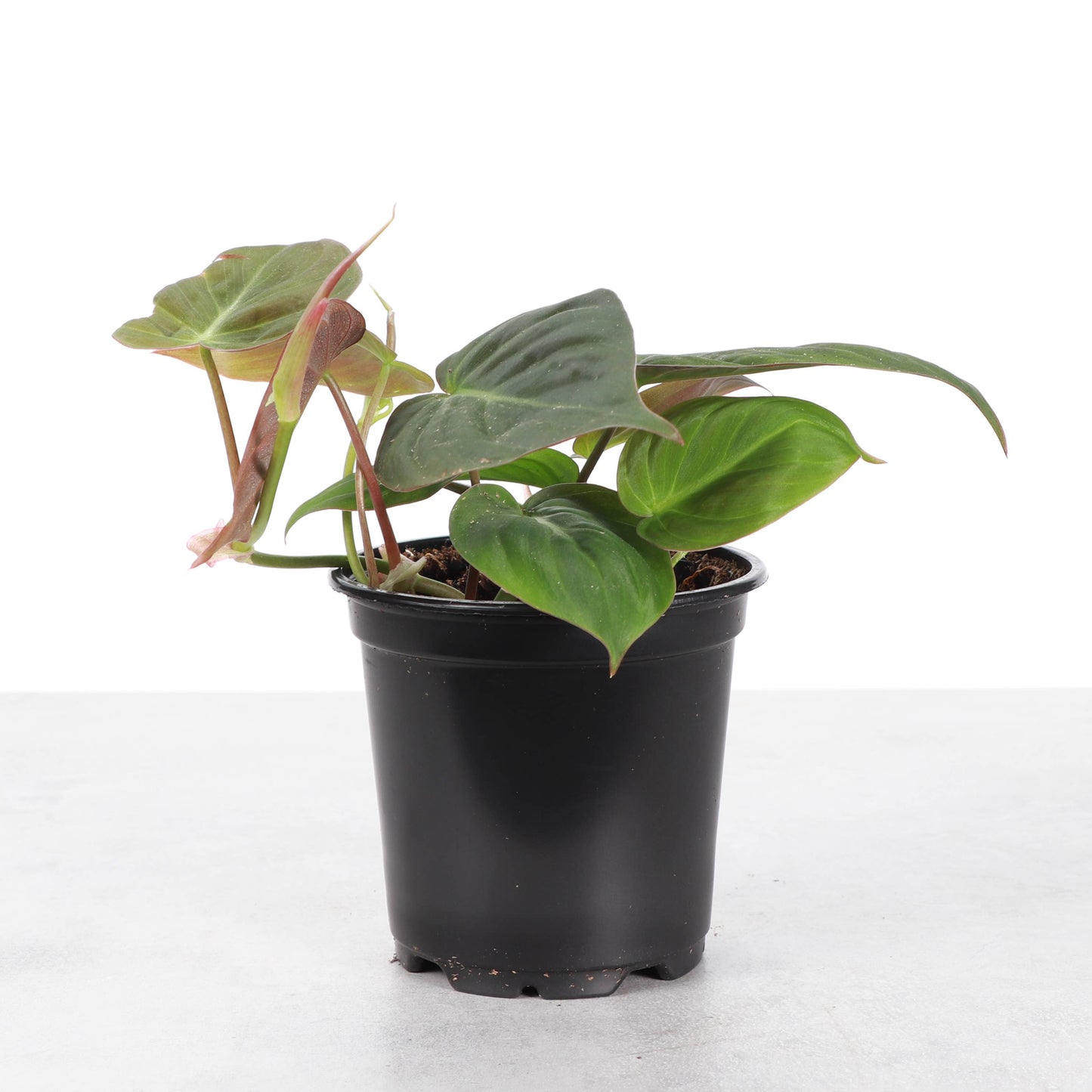 Philodendron Micans - Live Plant: 4" Pot